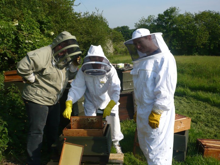 Looking for honey and the queen bee, honey and wax