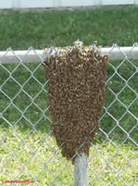 sat_bee_swarm1