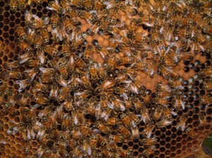 Click to see if you can find the Queen Bee